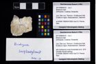 Foto (Objekt + Etikett) von Brachyura indet.  (NHMW-GEO-2017-0089-0018)